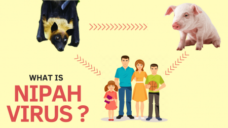 What is NIPAH Virus or NiV? Why is it called NIPAH? Symptoms | Cure What is NIPAH Virus or NiV? Why is it called NIPAH? Symptoms | Cure