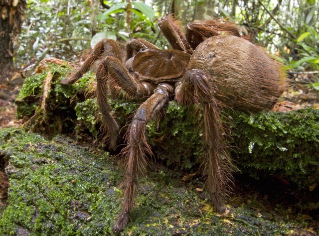 Goliath birdeater (Theraphosa blondi) is the world’s largest spider species.