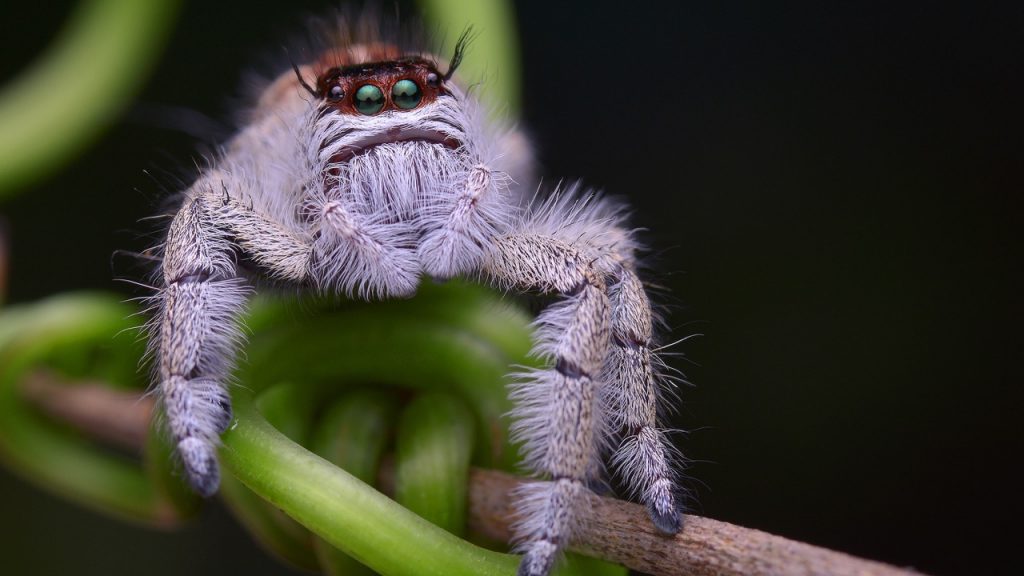 Jumping Spider