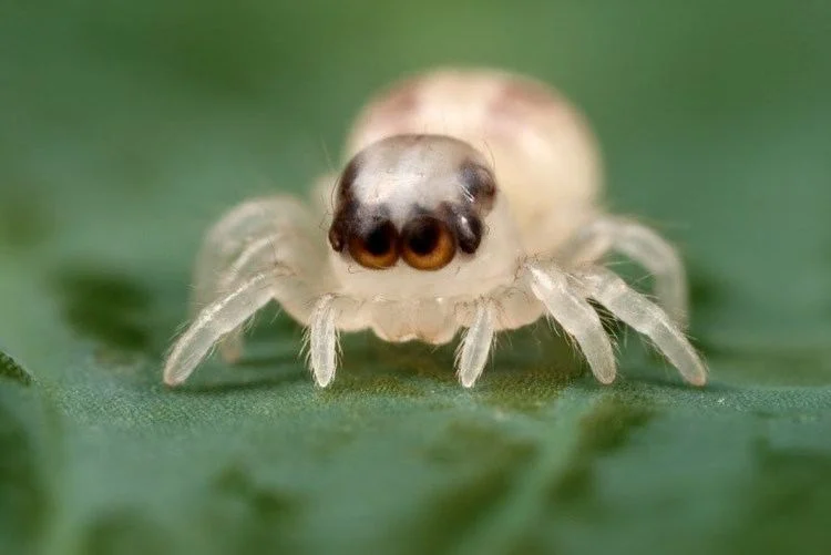 The smallest spider species is the "Patu digua", just 0.37 mm in length.