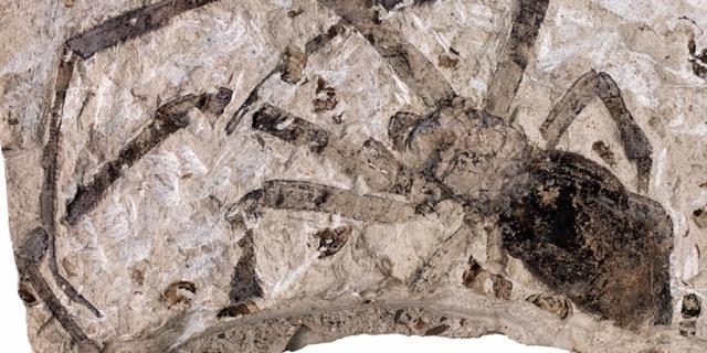 Trapdoor spiders have been called living fossils because of how similar they are to spiders from over 300 million years ago.