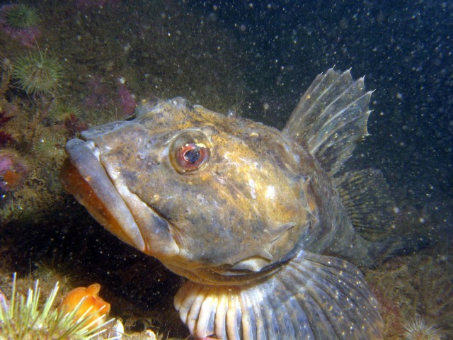 Antifreeze Blood - Arctic Fish - Animal Superpowers