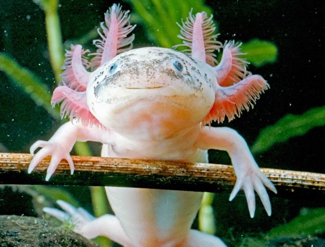 Axolotl - Regenerating Limbs - Animal Superpowers
