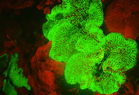 Biofluorescence - Coral