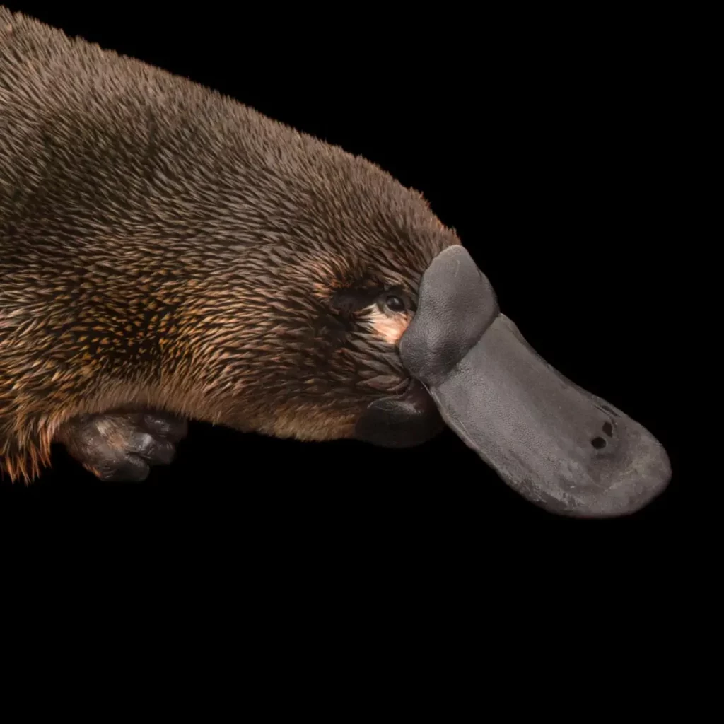 Electric Sense - Platypus - Animal Superpowers