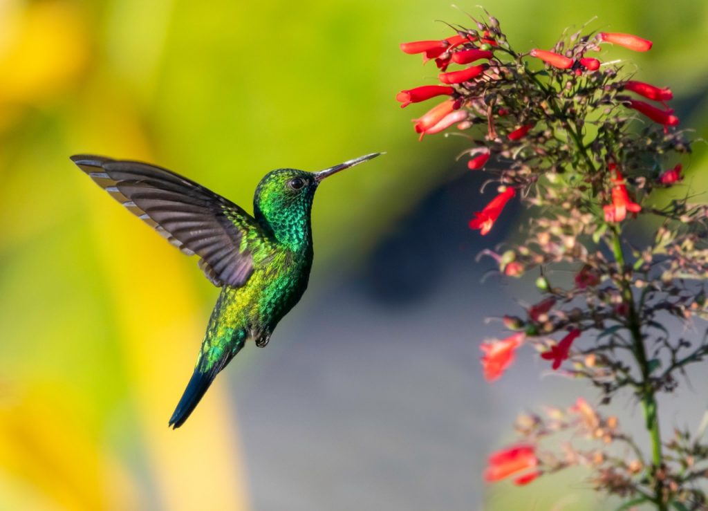 Fly Backwards - Hummingbirds