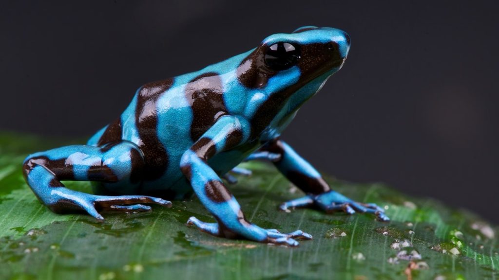 Poison Dart Defense - Poison Dart Frog - Animal Superpowers