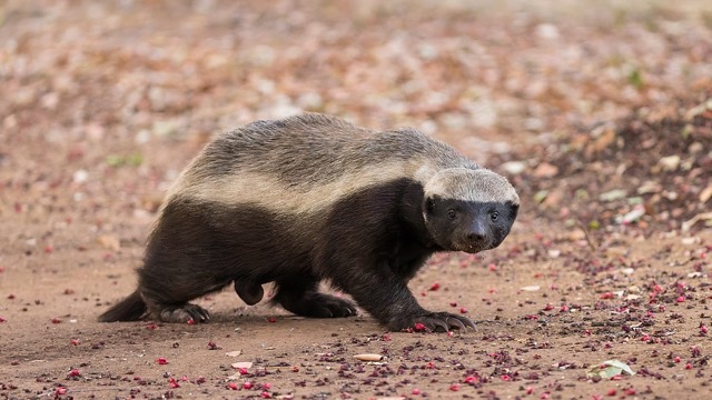 Poison-Immunity-Honey-Badger - Animal Superpowers