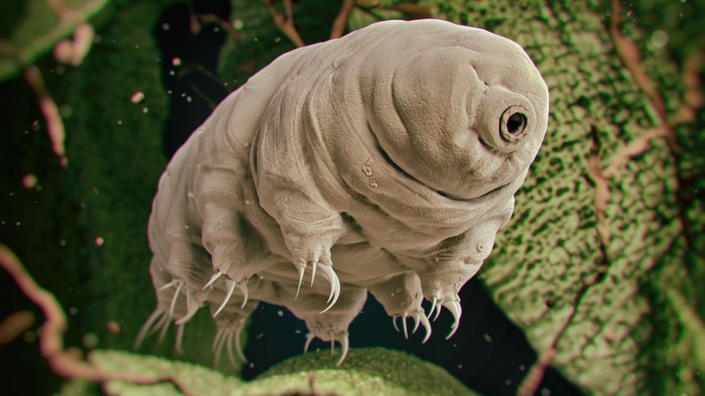 Extreme temperature tolerance - Tardigrades - Animal Superpowers