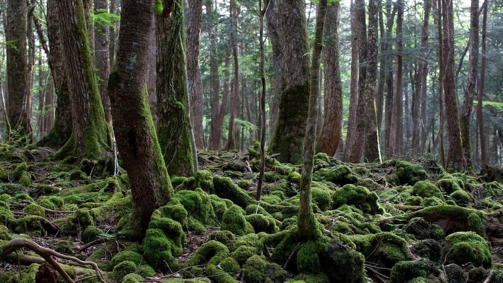 Aokigahara Forest in Japan
