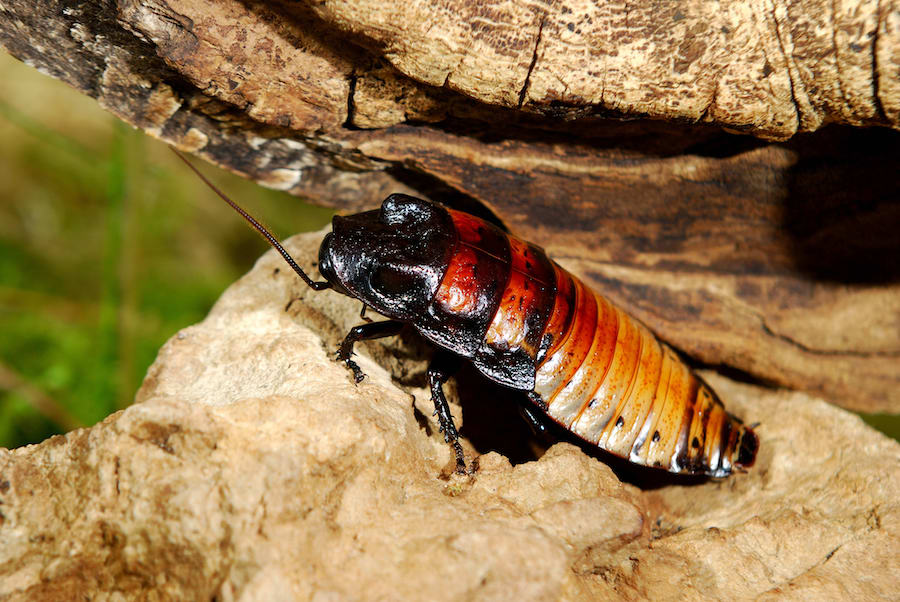 Madagascar hissing cockroach