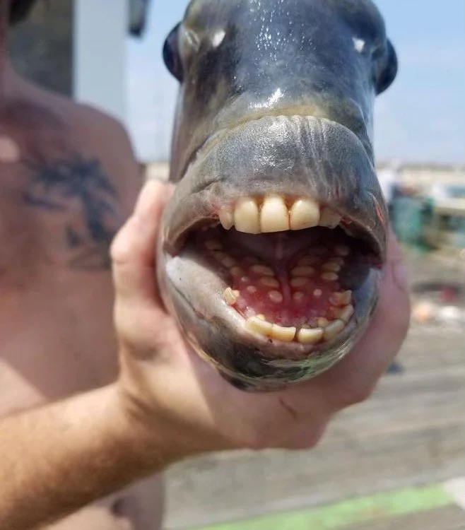 sheepshead fish - human-like teeth - creepy facts