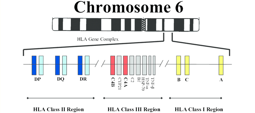 Chromosome 6