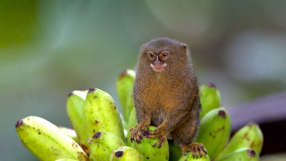 Diet and Feeding Habits of Finger Monkey