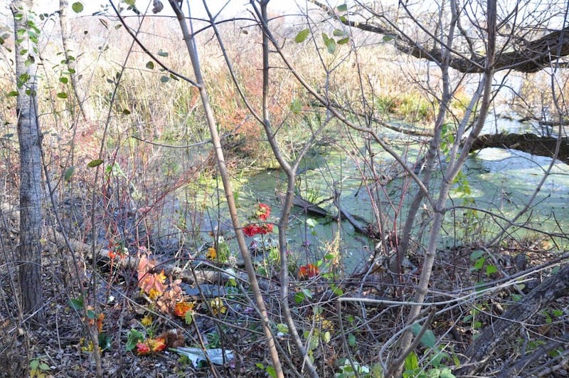 Site where McCabe's body was reportedly discovered.