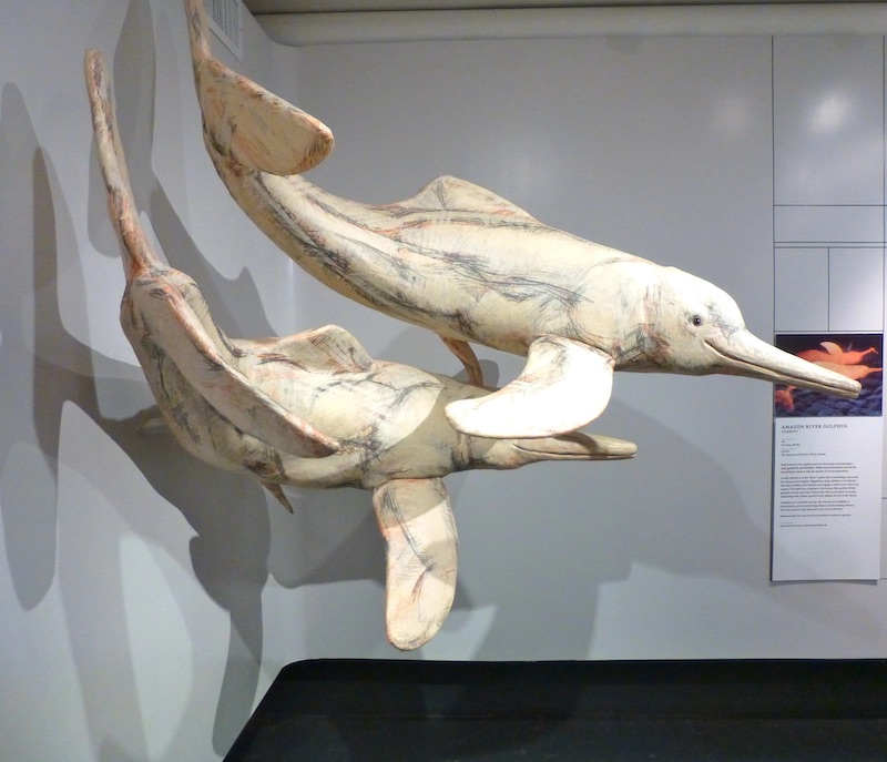 Male Dolphins Perform “Nasal Sex”