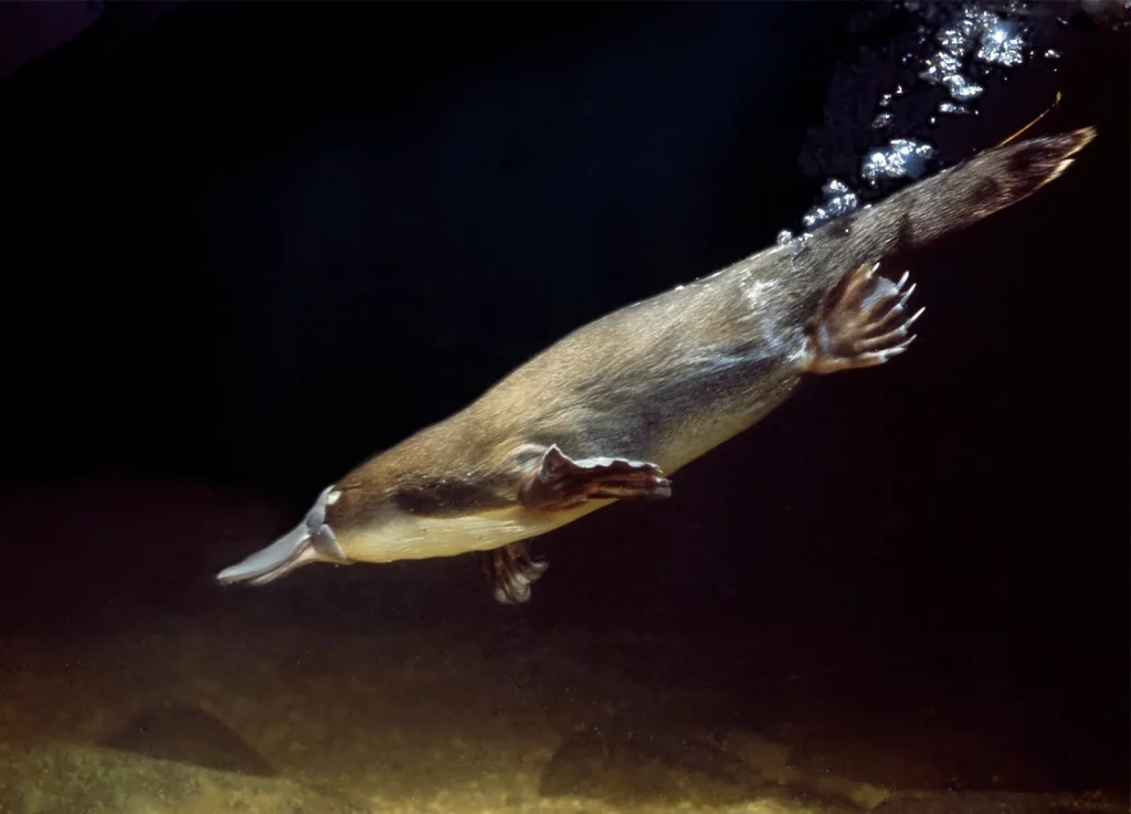 A platypus swimming underwater, its body streamlined and front limbs outstretched for propulsion