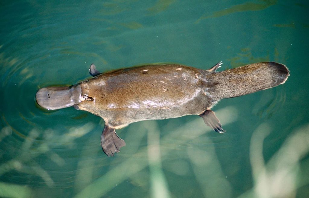 Platypus appearance
