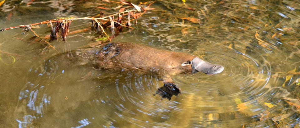 Platypus emitting electrical impulses
